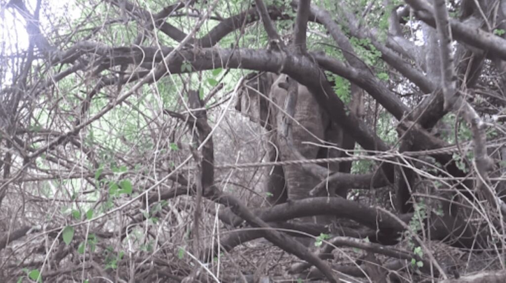 로프와 부력을 이용한 구조 장면