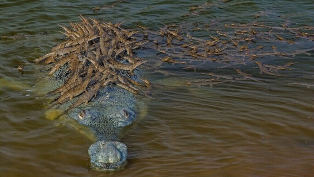 Gharial and hatchlings in river