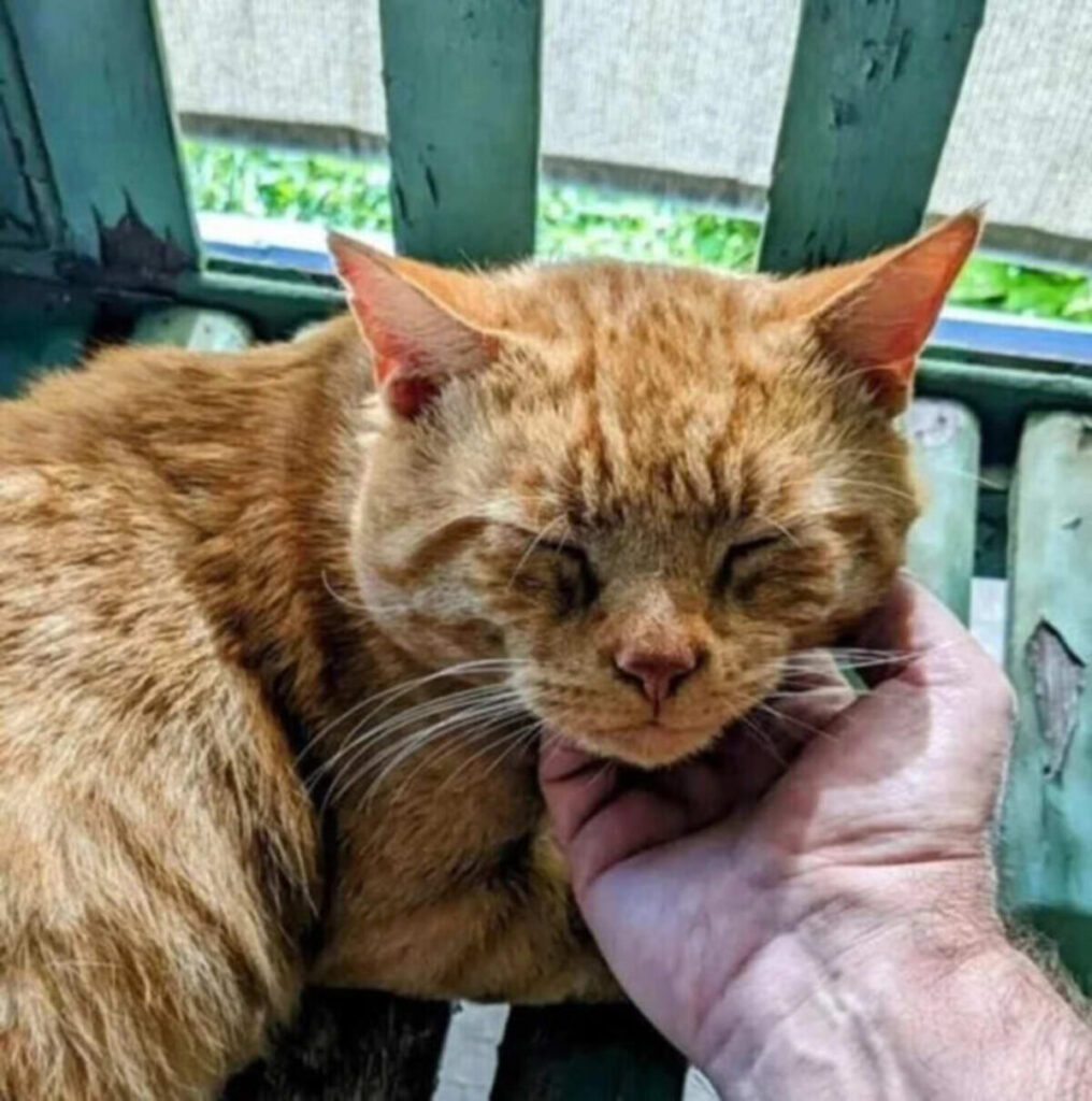 고속도로를 따라 귀가한 맥스의 여정