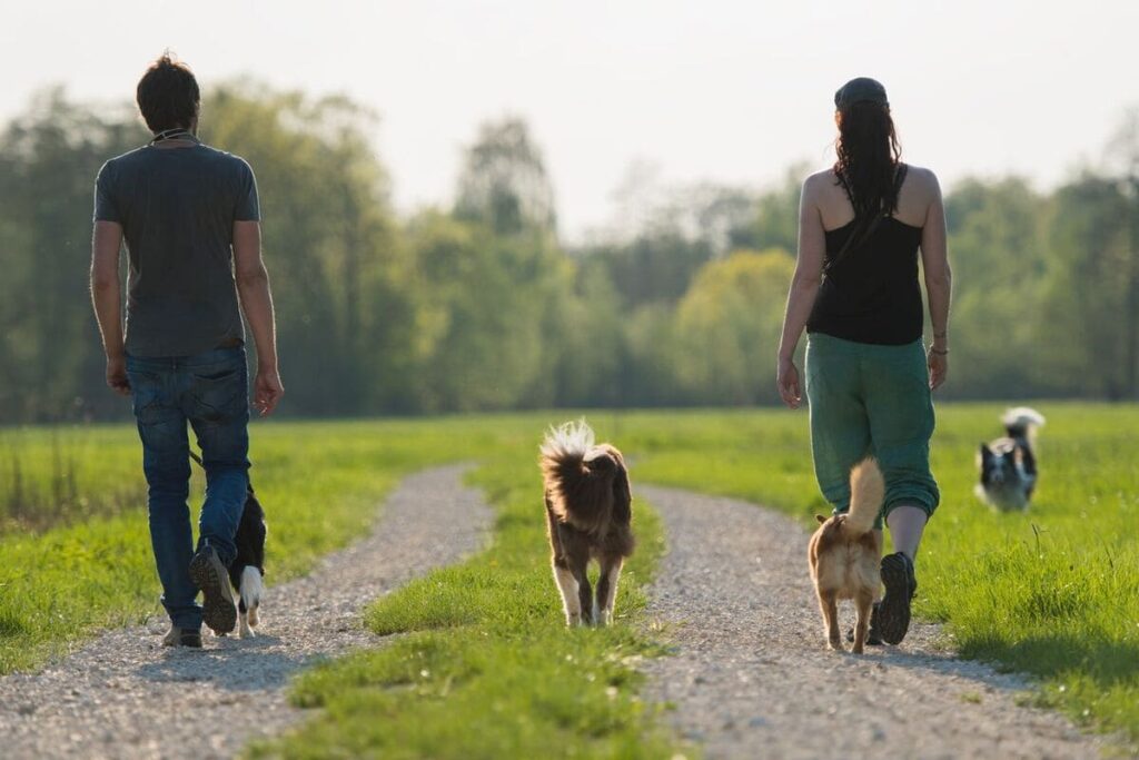 dog walking laws