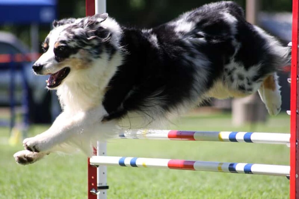 오스트레일리언 셰퍼드