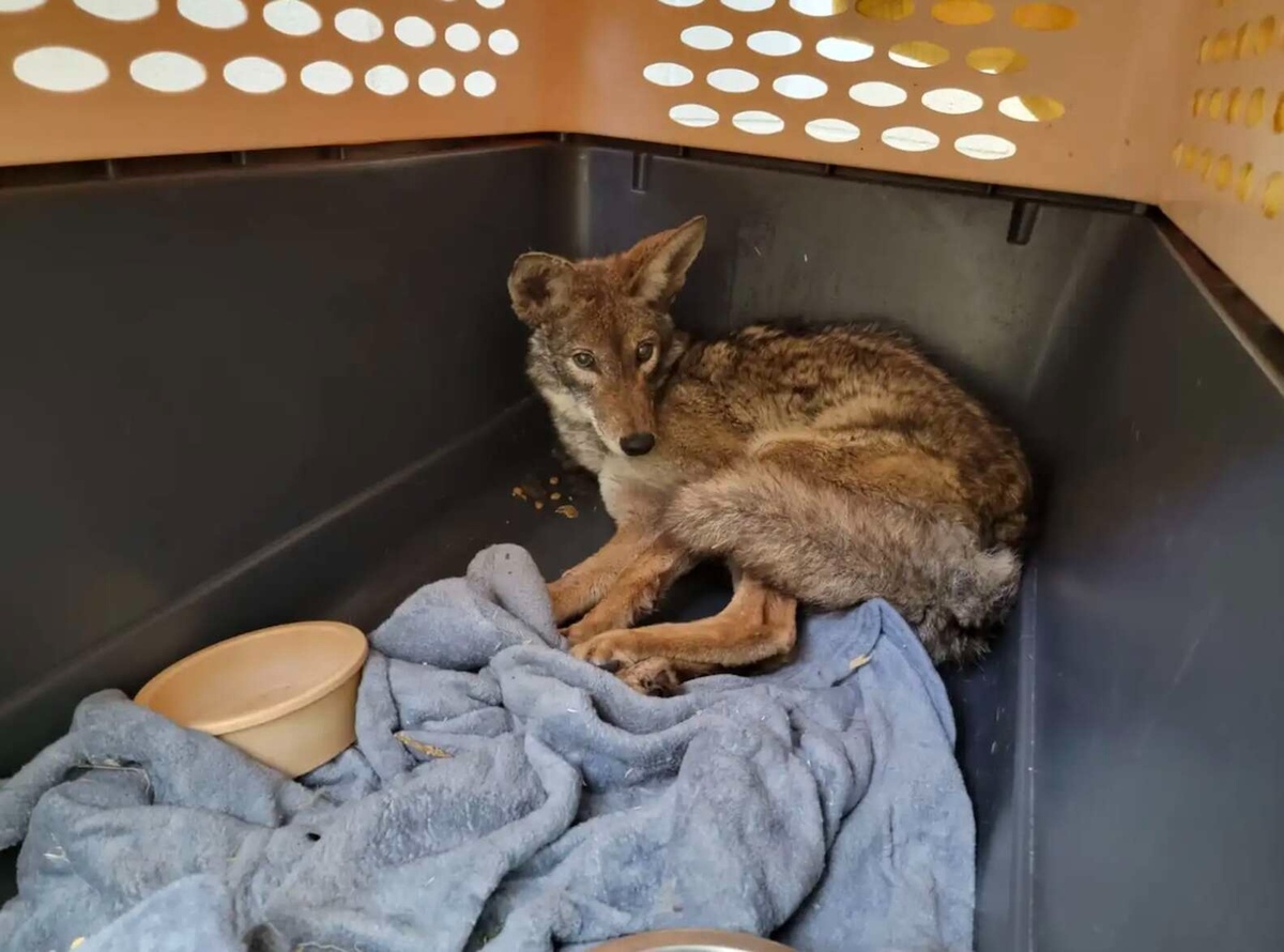 진료실에서 치료 받는 코요테