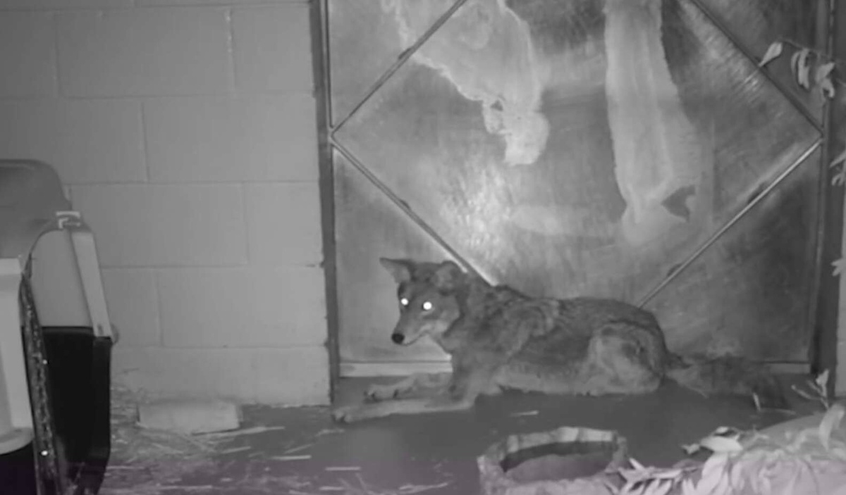 야생으로 돌아가는 순간