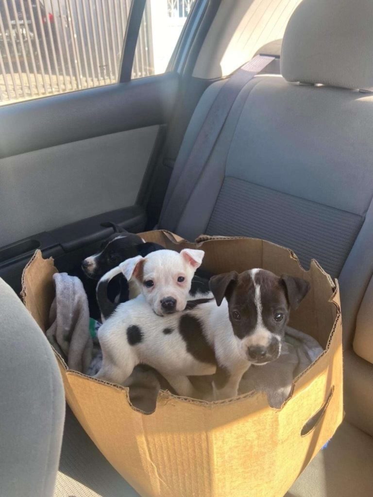 이동 직후의 강아지들