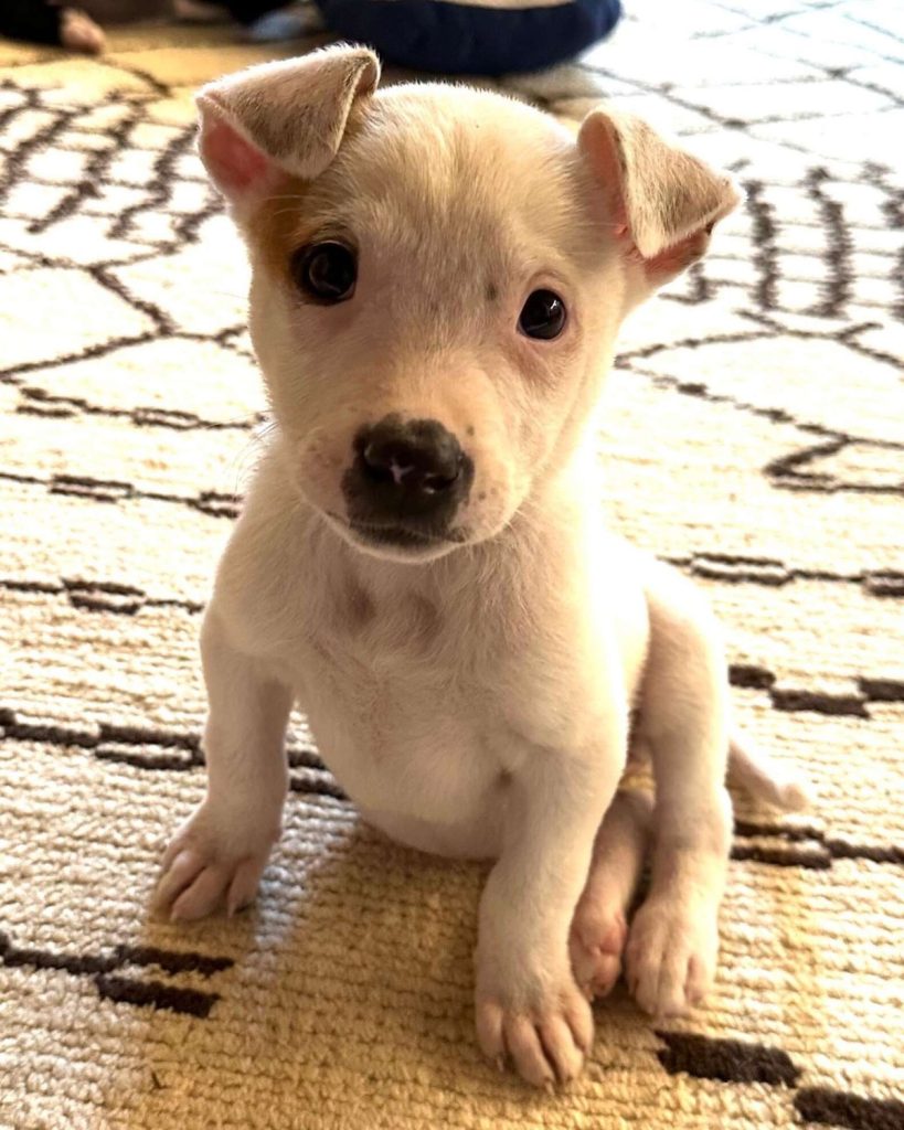 진료와 보살핌을 받는 강아지들