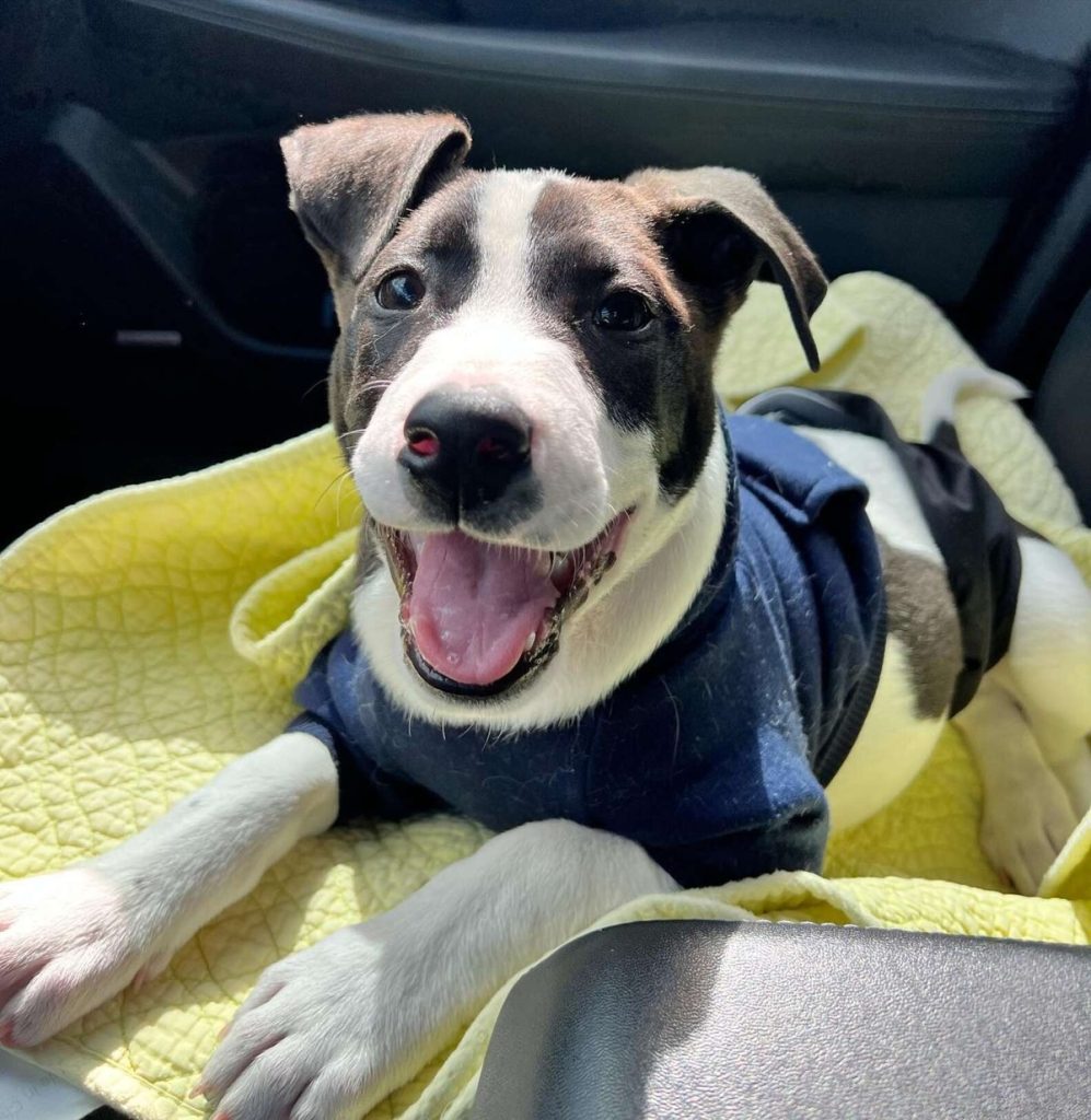 임시 보호 가정에서 쉬는 강아지들