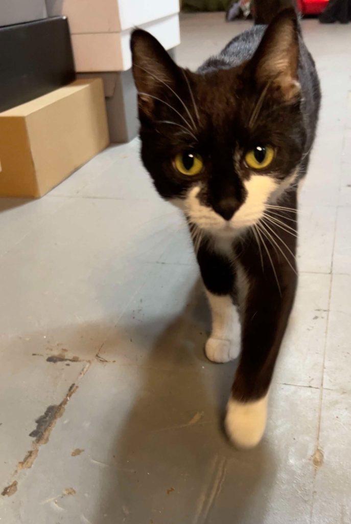 임신한 베이비캣의 모습