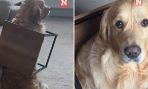 귀여운 반려견 이미지