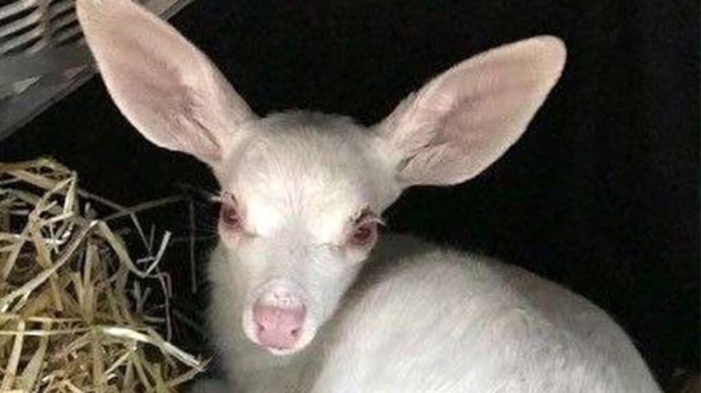 도로 옆에서 구조된 스피릿의 모습