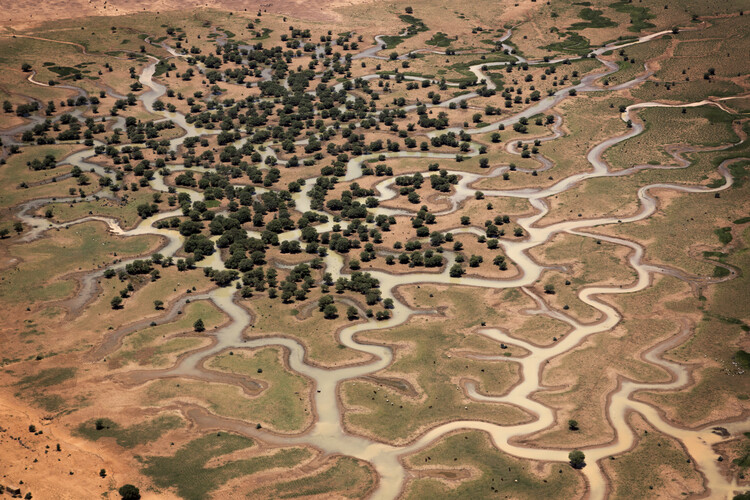 Africa and China Advance Great Green Walls as Continental Wildlife Corridors - Image 5 of 7